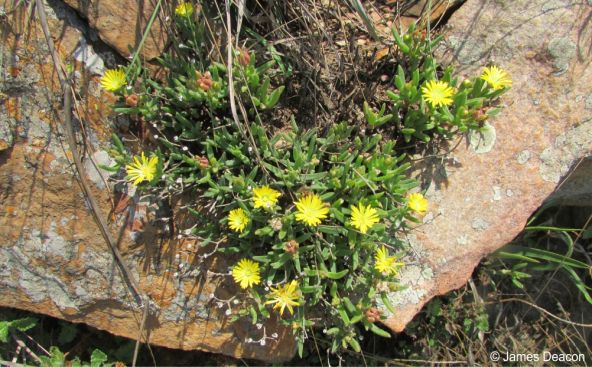 A specimen of Delosperma leendertziae in flower in habitat